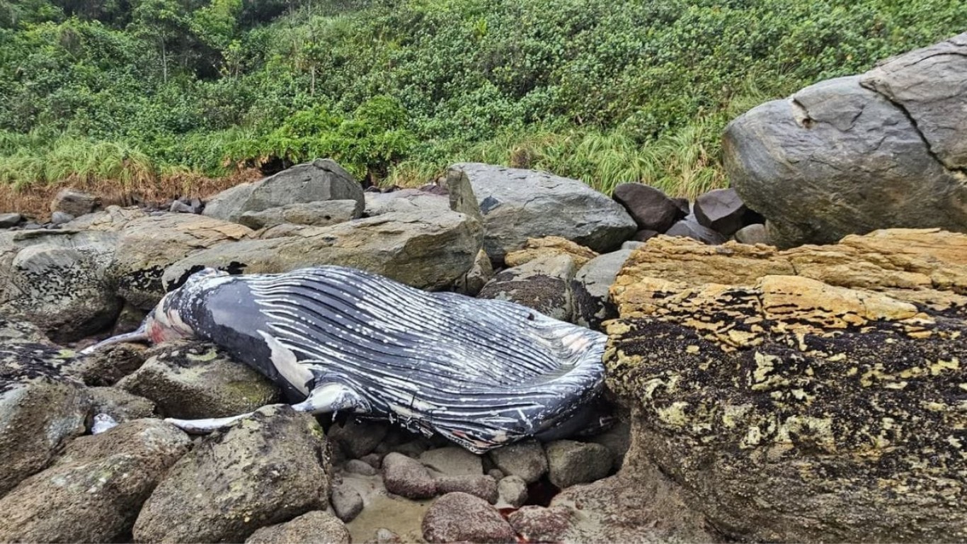 Baleia-jubarte é encontrada morta entre as pedras de praia em SC baleia-jubarte-e-encontrada-morta-entre-as-pedras-de-praia-em-sc