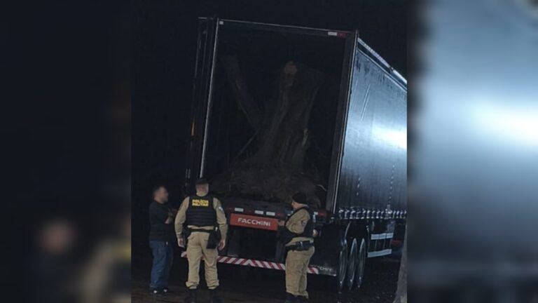 Caminhão carregando seis oliveiras centenárias é parado, PF confirma contrabando e homem é preso caminhao-carregando-seis-oliveiras-centenarias-e-parado,-pf-confirma-contrabando-e-homem-e-preso