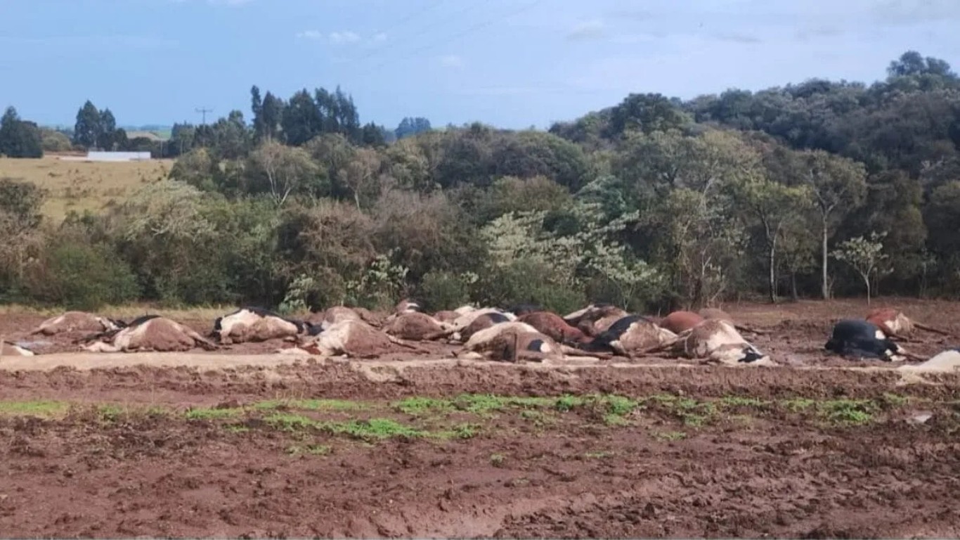Mais de 30 vacas morrem eletrocutadas após queda de cabo de alta tensão em SC mais-de-30-vacas-morrem-eletrocutadas-apos-queda-de-cabo-de-alta-tensao-em-sc