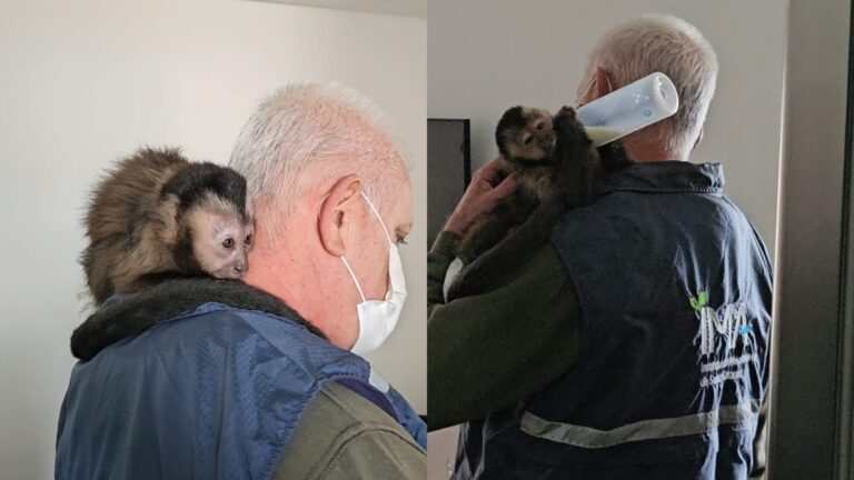 Macaco é resgatado em sacada de prédio em SC e socorristas descobrem documentação falsa do animal macaco-e-resgatado-em-sacada-de-predio-em-sc-e-socorristas-descobrem-documentacao-falsa-do-animal