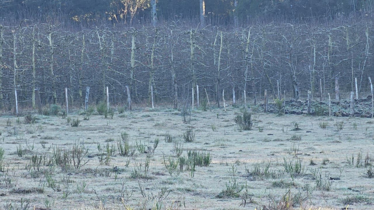 ‘Carros congelados’ e geada na Serra confirmam previsão de frio intenso e abaixo de 0°C em SC; VÍDEO ‘carros-congelados’-e-geada-na-serra-confirmam-previsao-de-frio-intenso-e-abaixo-de-0°c-em-sc;-video