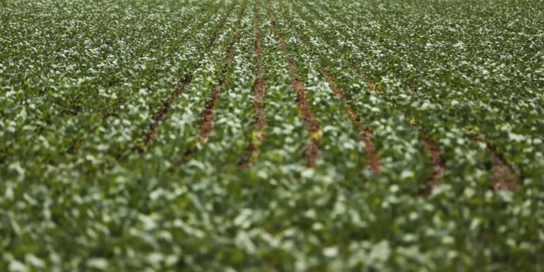 Entenda impasse entre bancada do agro e governo sobre dívidas rurais entenda-impasse-entre-bancada-do-agro-e-governo-sobre-dividas-rurais