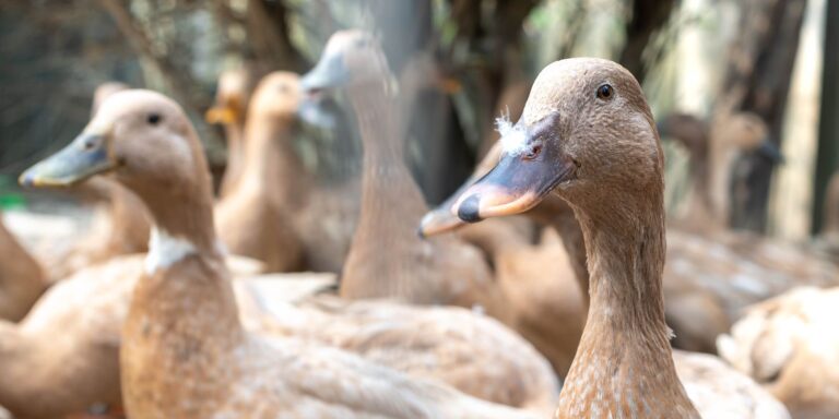 Entidades defendem projeto que proíbe alimentação forçada de animais entidades-defendem-projeto-que-proibe-alimentacao-forcada-de-animais