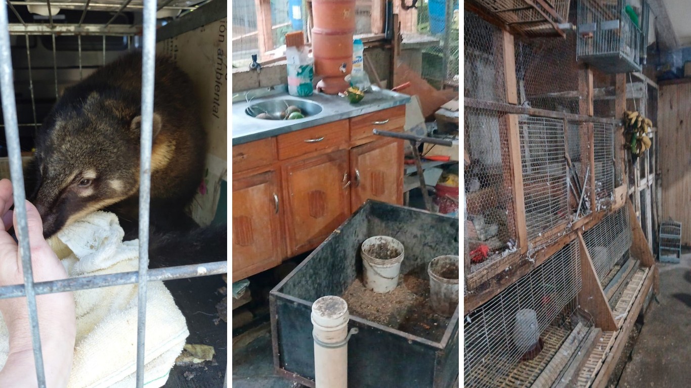 Zoológico clandestino com 655 animais em ‘situação precária’ é fechado e multado em R$ 1,2 milhão em SC zoologico-clandestino-com-655-animais-em-‘situacao-precaria’-e-fechado-e-multado-em-r$-1,2-milhao-em-sc