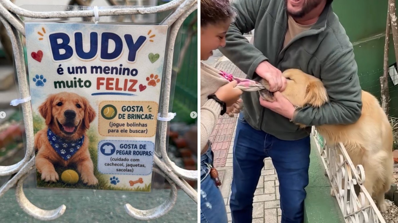 ‘Se tem placa, tem história’: Golden ‘ladrão de roupas’ surpreende menina em SC e momento viraliza ‘se-tem-placa,-tem-historia’:-golden-‘ladrao-de-roupas’-surpreende-menina-em-sc-e-momento-viraliza