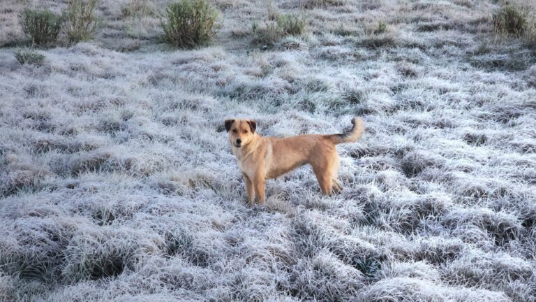 Sol e mínima de 0°C: SC terá semana de tempo estável, frio e geada sol-e-minima-de-0°c:-sc-tera-semana-de-tempo-estavel,-frio-e-geada