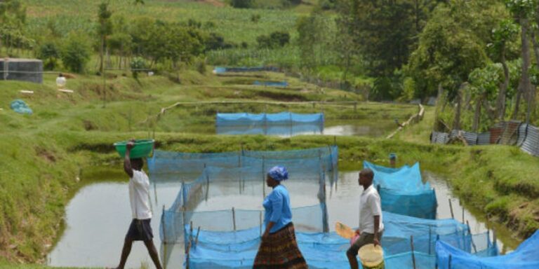 Estudo alerta para avanço de bactéria em criações de peixes estudo-alerta-para-avanco-de-bacteria-em-criacoes-de-peixes