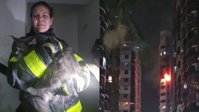 Sachês levam bombeira a resgate de gato preso em apartamento incendiado em SC: ‘Fiquei com isso na cabeça’ saches-levam-bombeira-a-resgate-de-gato-preso-em-apartamento-incendiado-em-sc:-‘fiquei-com-isso-na-cabeca’