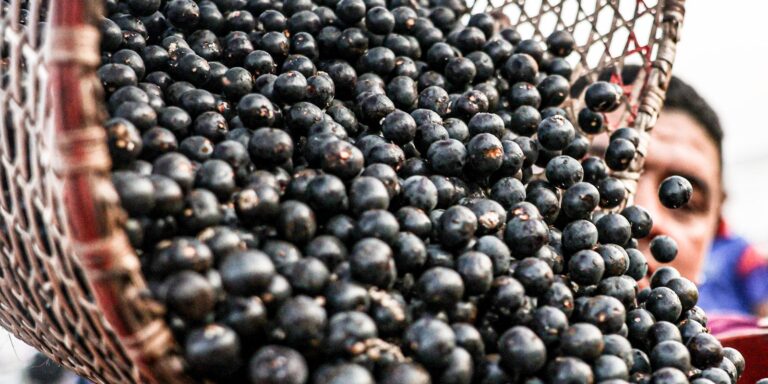 China facilita exportação de polpas e frutas congeladas brasileiras china-facilita-exportacao-de-polpas-e-frutas-congeladas-brasileiras