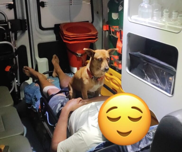 Cão ‘caramelo’ entra em ambulância e acompanha tutor até hospital após emergência em SC cao-‘caramelo’-entra-em-ambulancia-e-acompanha-tutor-ate-hospital-apos-emergencia-em-sc
