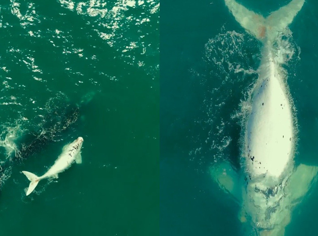 Raríssimo, filhote semialbino de baleia-franca é flagrado ao lado da mãe em praia de SC; VÍDEO rarissimo,-filhote-semialbino-de-baleia-franca-e-flagrado-ao-lado-da-mae-em-praia-de-sc;-video