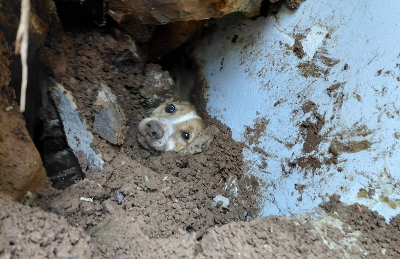 Cão é resgatado com vida após passar 20 horas sob escombros de muro que desabou em SC; VIDEO cao-e-resgatado-com-vida-apos-passar-20-horas-sob-escombros-de-muro-que-desabou-em-sc;-video