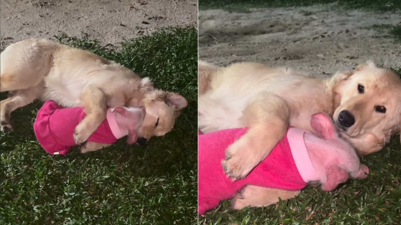 ‘Parecia urso de pelúcia’: porquinha resgatada de chiqueiro ‘adota’ golden retriever e cena ganha as redes ‘parecia-urso-de-pelucia’:-porquinha-resgatada-de-chiqueiro-‘adota’-golden-retriever-e-cena-ganha-as-redes