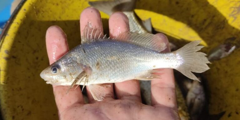 Cientistas identificam taxa recorde de deformações em peixes do ES cientistas-identificam-taxa-recorde-de-deformacoes-em-peixes-do-es