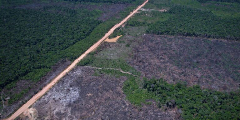 Desmatamento na Amazônia cai 36,87% no último ano desmatamento-na-amazonia-cai-36,87%-no-ultimo-ano