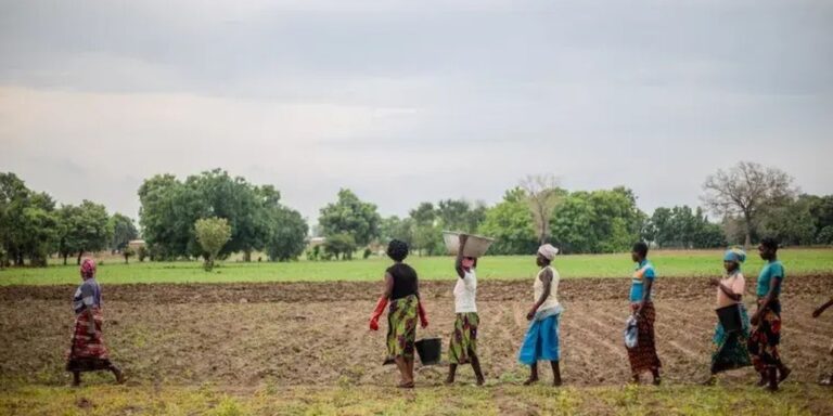 Grande Muralha Verde restaura 1,66 milhão de hectares na África grande-muralha-verde-restaura-1,66-milhao-de-hectares-na-africa