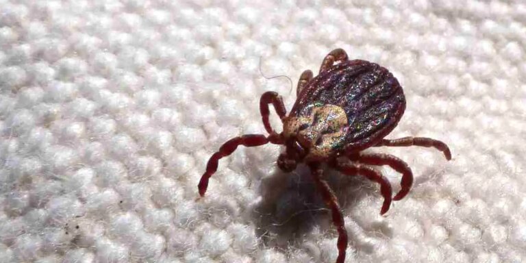 SP registra 18 mortes por febre maculosa em 19 casos confirmados sp-registra-18-mortes-por-febre-maculosa-em-19-casos-confirmados