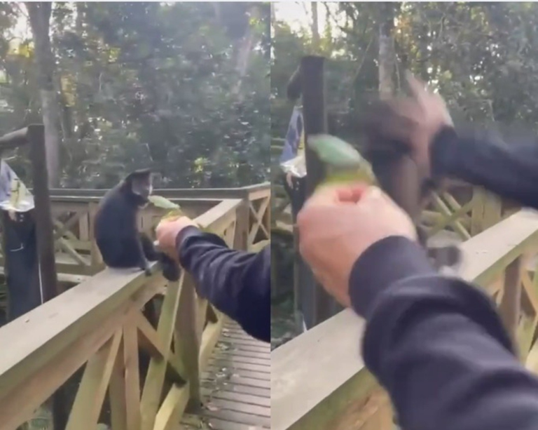 Suspeitos de agressão a macaco-prego em parque de SC são identificados; VÍDEO suspeitos-de-agressao-a-macaco-prego-em-parque-de-sc-sao-identificados;-video