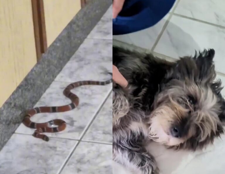Cobra-coral venenosa é flagrada dentro de casa após ‘aviso’ de cachorra da família em SC; VÍDEO cobra-coral-venenosa-e-flagrada-dentro-de-casa-apos-‘aviso’-de-cachorra-da-familia-em-sc;-video