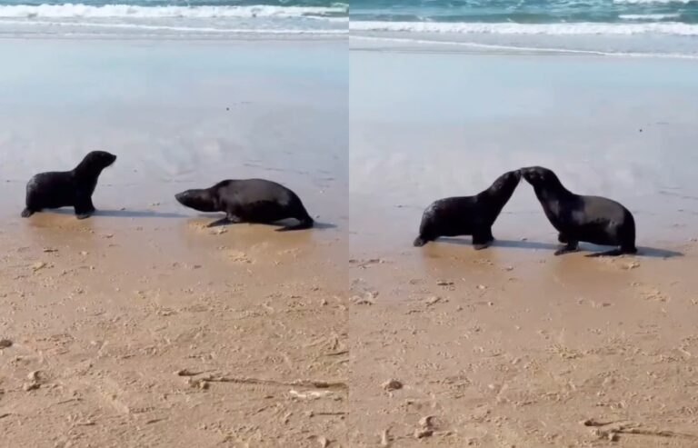 VÍDEO: Lobos-marinhos interrompem corrida ao mar para dar ‘beijinho’ após soltura em Florianópolis video:-lobos-marinhos-interrompem-corrida-ao-mar-para-dar-‘beijinho’-apos-soltura-em-florianopolis