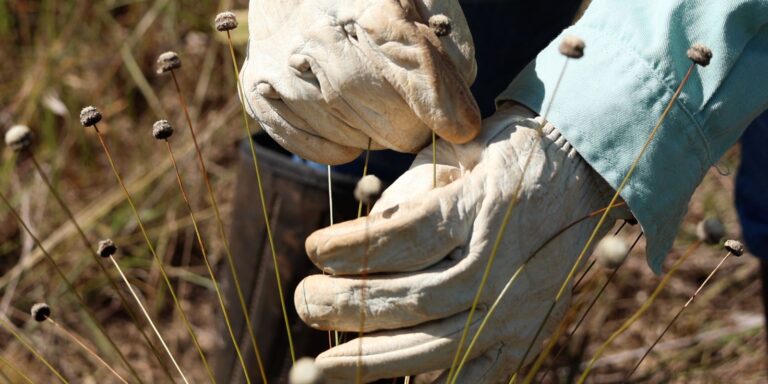 Pesquisadores encontram plantas consideradas extintas há 30 anos pesquisadores-encontram-plantas-consideradas-extintas-ha-30-anos