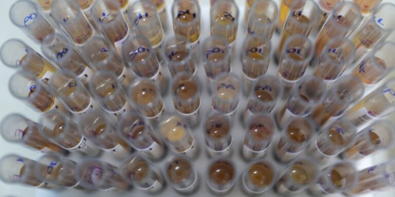 Uso de medicamento oferecido no SUS reduz casos de malária no Brasil uso-de-medicamento-oferecido-no-sus-reduz-casos-de-malaria-no-brasil