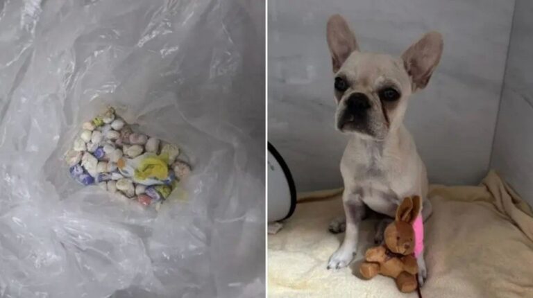 Ex-tutora de filhote que engoliu 55 pedras de crack é denunciada por maus-tratos em SC ex-tutora-de-filhote-que-engoliu-55-pedras-de-crack-e-denunciada-por-maus-tratos-em-sc