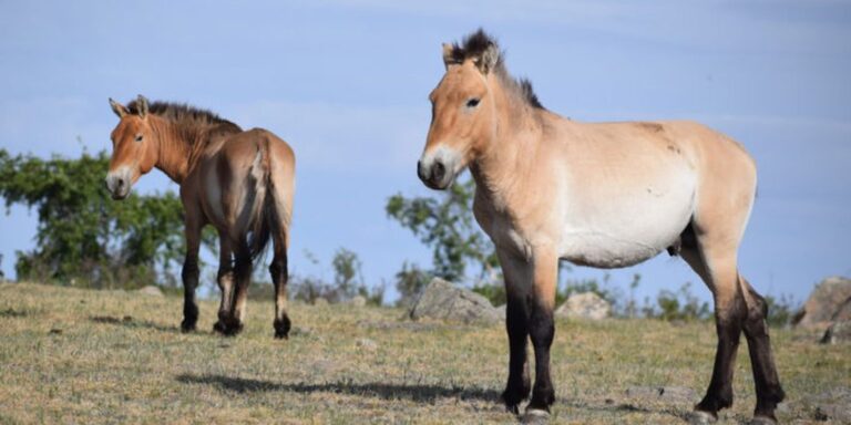 Takhi, o cavalo selvagem que virou símbolo de restauração na Mongólia takhi,-o-cavalo-selvagem-que-virou-simbolo-de-restauracao-na-mongolia