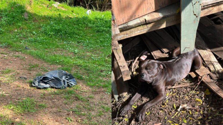 mais-de-20-caes-sao-encontrados-mortos-em-terreno-apos-denuncia-de-abandono-de-animais-em-sc