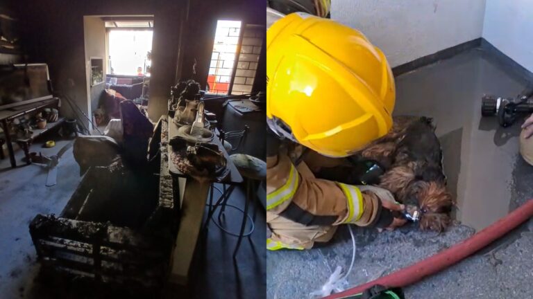 VÍDEO: cachorra recebe oxigênio de bombeiros após ser resgatada de incêndio em SC video:-cachorra-recebe-oxigenio-de-bombeiros-apos-ser-resgatada-de-incendio-em-sc