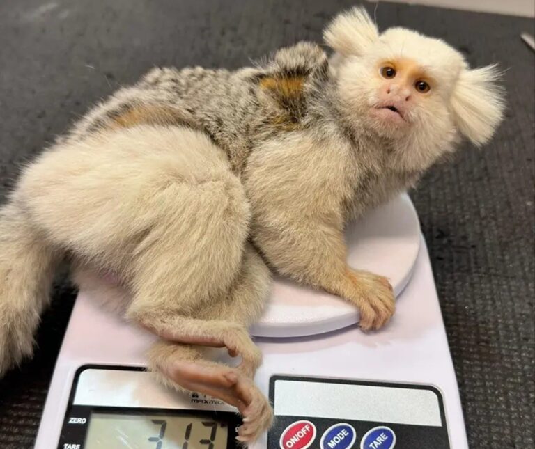 Sagui de aparência rara é resgatado após possível atropelamento em SC sagui-de-aparencia-rara-e-resgatado-apos-possivel-atropelamento-em-sc