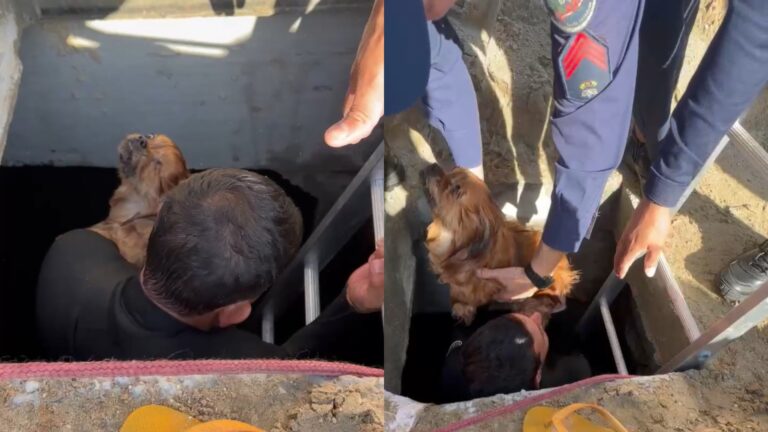 morre-cachorro-que-caiu-em-galeria-de-macrodrenagem-da-praia-alargada-de-balneario-camboriu