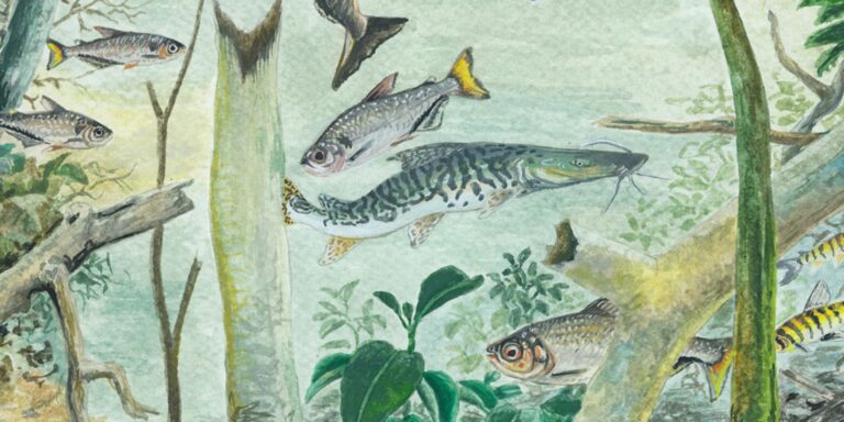 Amazônia tem mais de 2,7 mil espécies de peixes, aponta estudo amazonia-tem-mais-de-2,7-mil-especies-de-peixes,-aponta-estudo