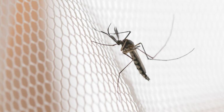 cidades-do-noroeste-de-sp-tem-maior-incidencia-de-casos-de-dengue