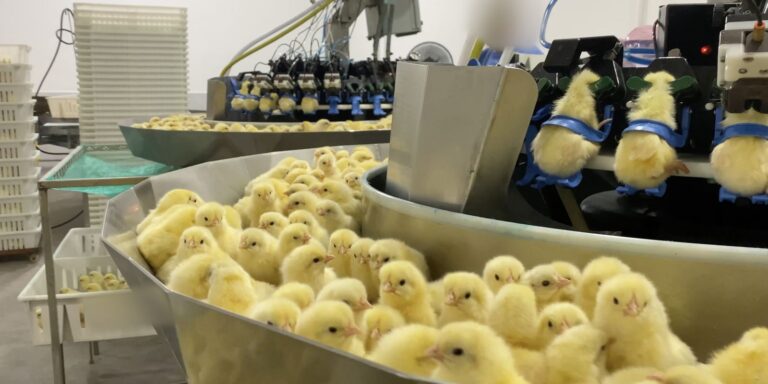 Investigação expõe trituração de pintinhos na indústria de ovos investigacao-expoe-trituracao-de-pintinhos-na-industria-de-ovos