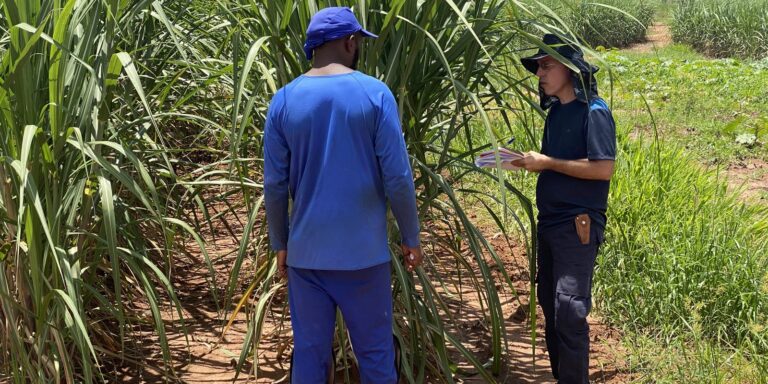 Fiscais resgatam 479 vítimas de escravidão moderna no mês de agosto fiscais-resgatam-479-vitimas-de-escravidao-moderna-no-mes-de-agosto