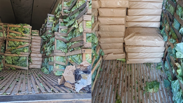 Caminhão com repolhos escondia 2,4 toneladas de maconha em SC; motorista é preso caminhao-com-repolhos-escondia-2,4-toneladas-de-maconha-em-sc;-motorista-e-preso