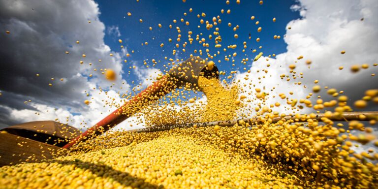 Produção agrícola brasileira superou R$ 927 bilhões em 2025 producao-agricola-brasileira-superou-r$-927-bilhoes-em-2025