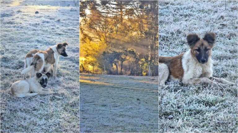 Cães ‘Floquinho’, ‘Geadinha’ e ‘Bola de Neve’ brincam em amanhecer congelante na Serra de SC caes-‘floquinho’,-‘geadinha’-e-‘bola-de-neve’-brincam-em-amanhecer-congelante-na-serra-de-sc