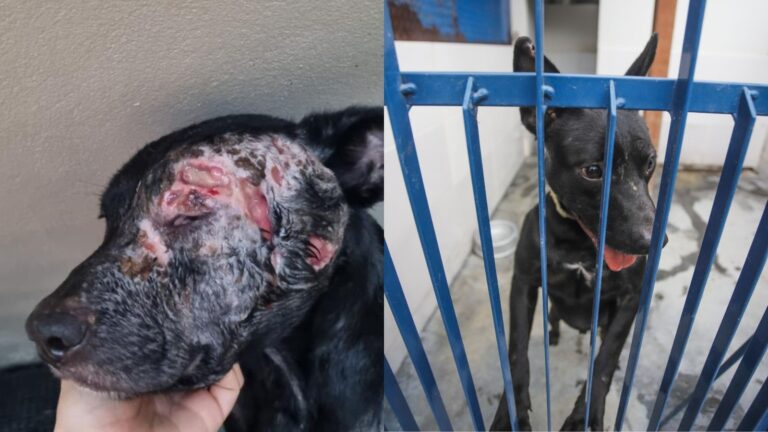 Florianópolis oferece tratamento gratuito contra leishmaniose em cães florianopolis-oferece-tratamento-gratuito-contra-leishmaniose-em-caes