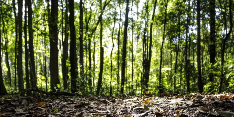 Produção florestal no país alcança recorde de R$ 47,9 bilhões em 2025 producao-florestal-no-pais-alcanca-recorde-de-r$-47,9-bilhoes-em-2025