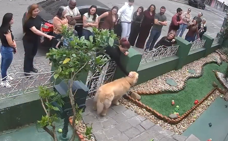 video:-golden-retriever-reune-‘fas’-no-portao-de-casa-para-ganhar-carinho-em-sc-e-cena-viraliza