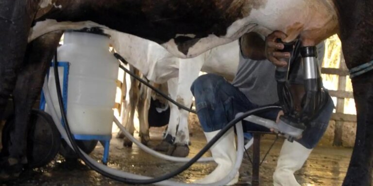 Produção de leite bate recorde mesmo com redução de vacas ordenhadas producao-de-leite-bate-recorde-mesmo-com-reducao-de-vacas-ordenhadas