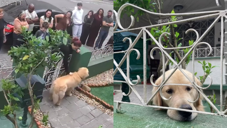 golden-retriever-que-virou-atracao-no-portao-da-propria-casa-recebeu-300-‘fas’-em-um-unico-dia,-diz-tutora