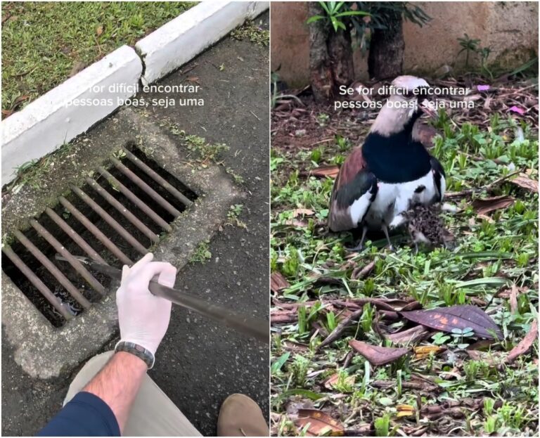 VÍDEO: filhotes de quero-quero presos em bueiro ‘correm’ para mãe após resgate em SC video:-filhotes-de-quero-quero-presos-em-bueiro-‘correm’-para-mae-apos-resgate-em-sc