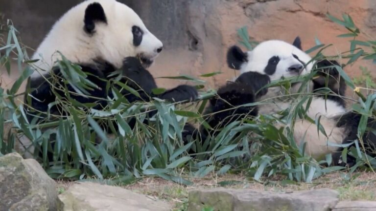 Por que dois pandas entraram na diplomacia de Trump e Xi Jinping? por-que-dois-pandas-entraram-na-diplomacia-de-trump-e-xi-jinping?
