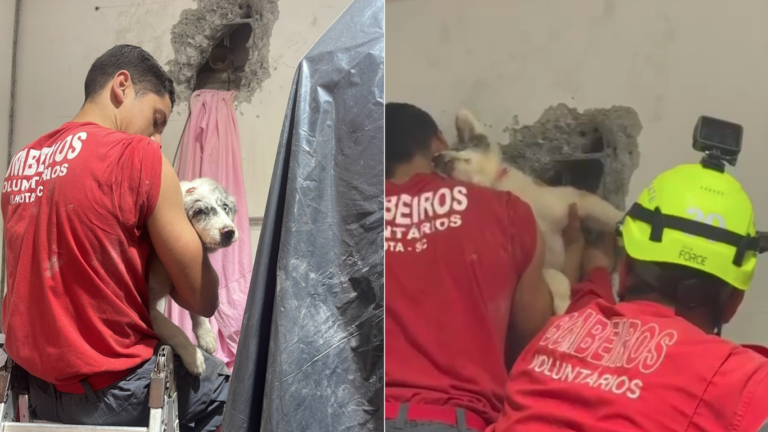 VÍDEO: Border Collie fica preso em vão entre galpões e é resgatado após mais de 4 horas em SC video:-border-collie-fica-preso-em-vao-entre-galpoes-e-e-resgatado-apos-mais-de-4-horas-em-sc
