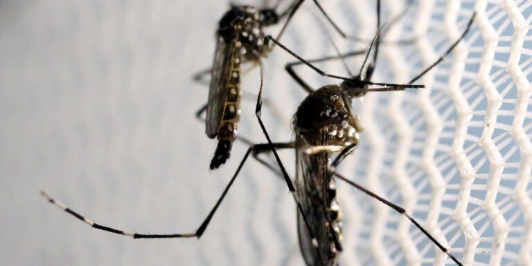 Aedes aegypti: quase metade dos municípios está em alerta ou risco aedes-aegypti:-quase-metade-dos-municipios-esta-em-alerta-ou-risco