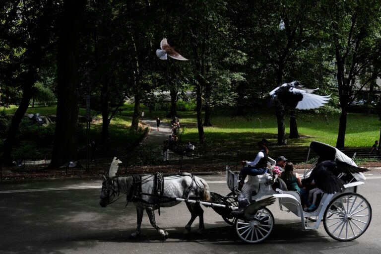 nova-york-quer-proibir-passeios-de-carruagem-no-central-park-apos-morte-de-adolescente