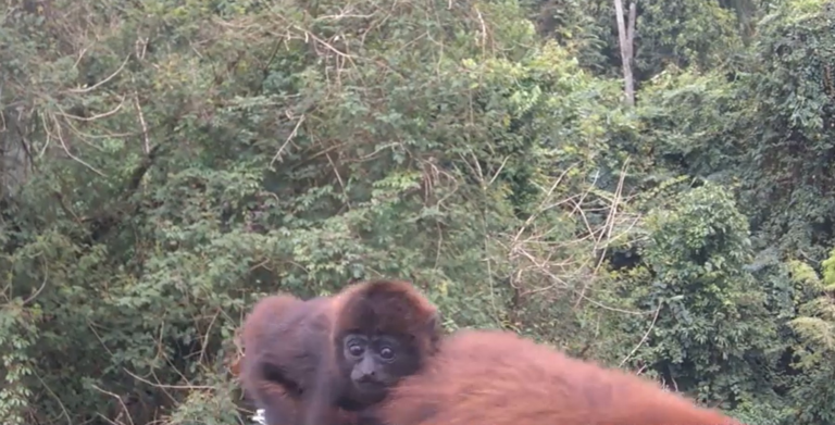 video:-bugios-ameacados-de-extincao-atravessam-ponte-e-se-aproximam-de-camera-em-sc